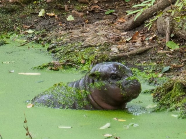 berlinzoo16